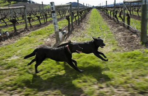 De Bortoli Wines