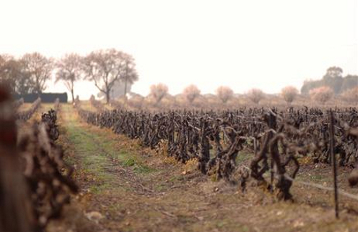 Elderton Wines