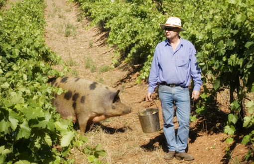 Jim Barry Wines