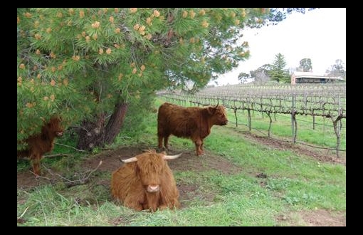 A+ Australian Wines Mitchell Wines Clare Valley