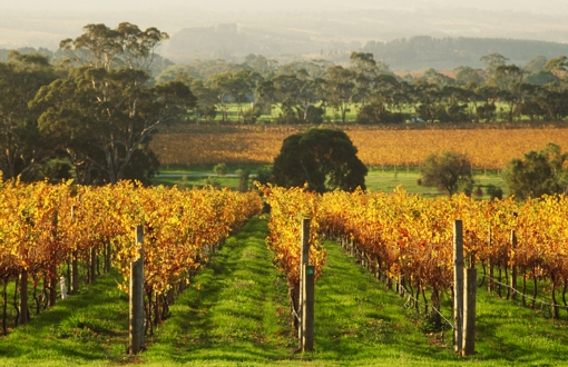 McLaren Vale
