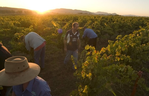 Lowe Wines