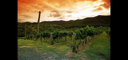 Wine Australia